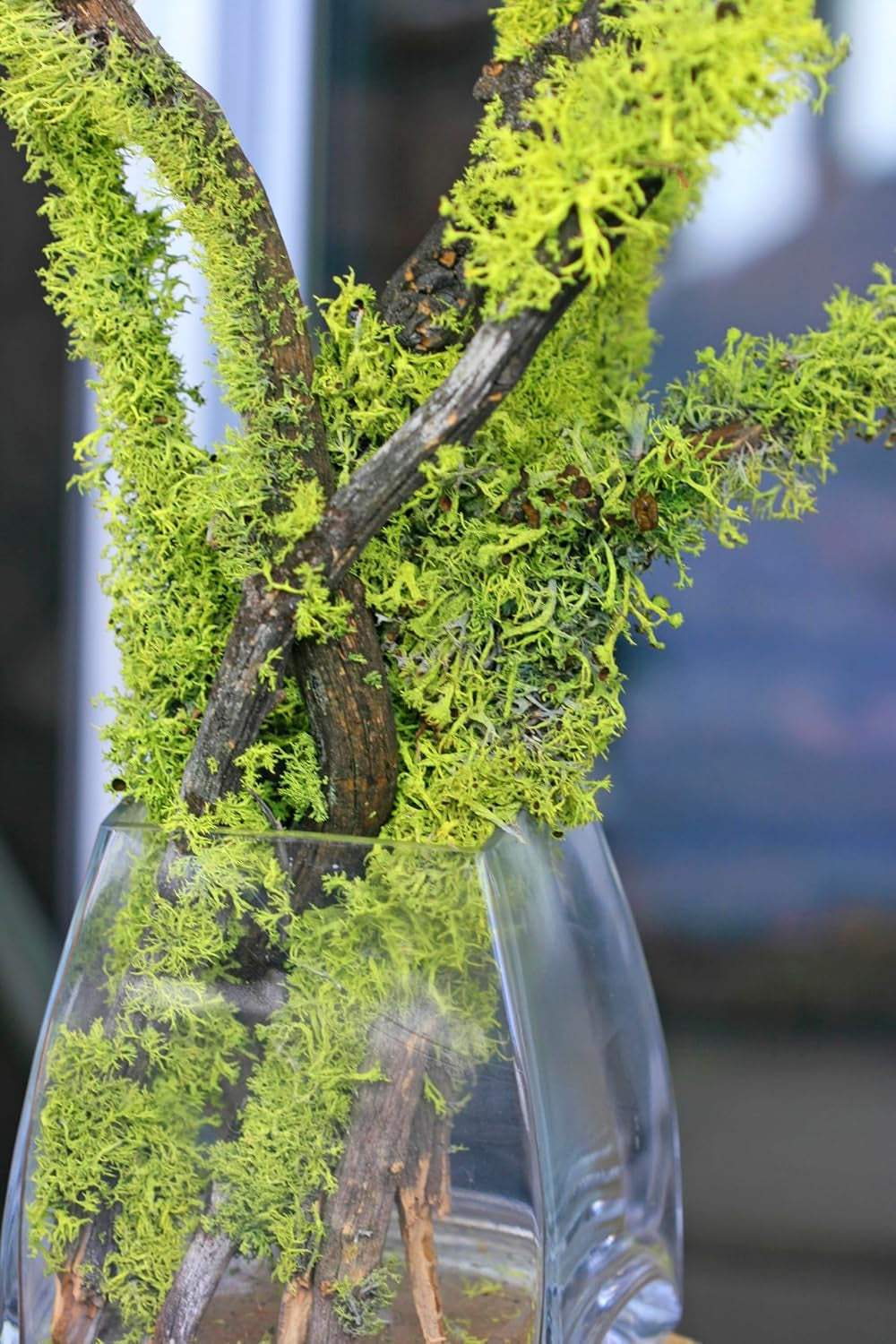 Supermoss Natural Preserved Branched Lichen Parmelia - 175 Cu. In. Orange for Floral Arrangements, Home Decor, and Terrariums