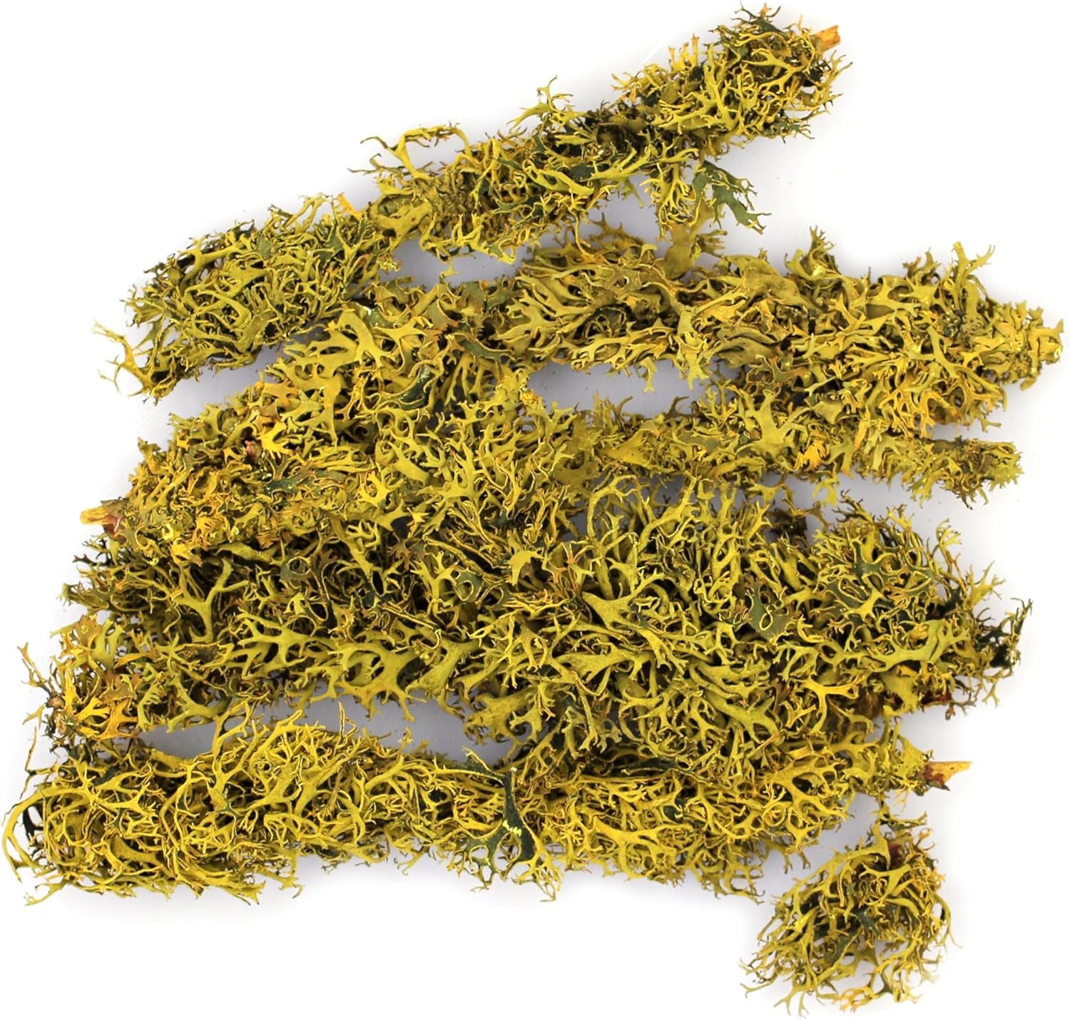 Supermoss Natural Preserved Branched Lichen Parmelia - 175 Cu. In. Orange for Floral Arrangements, Home Decor, and Terrariums