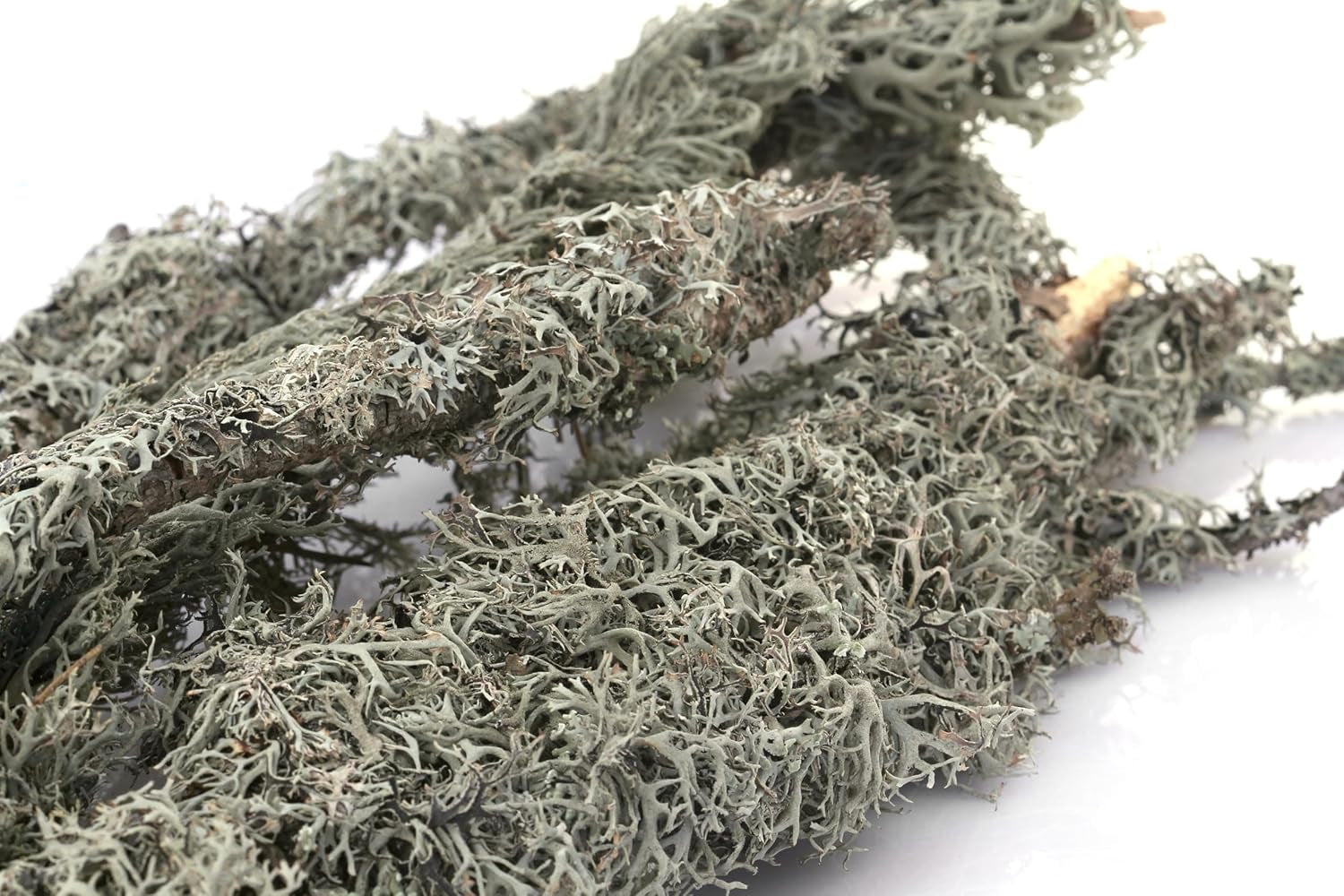 Supermoss Natural Preserved Branched Lichen Parmelia - 175 Cu. In. Orange for Floral Arrangements, Home Decor, and Terrariums
