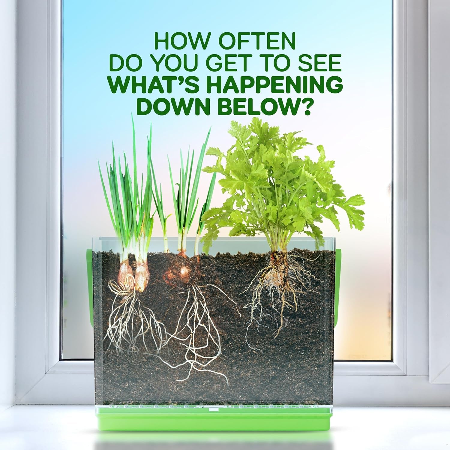 Dan&Darci Root Viewer Kit - Educational Plant Growing Kit for Children Aged 4-8, Ideal STEM Toy and Craft Gift for Birthdays and Christmas