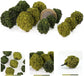 Miniature Vegetation Bush Trees with Model Bases for Terrain in War Gaming and DIY Railway Scenery (Set of 24) - BYMRR Train Store