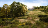 Woodland Scenics 4mm Light Green Static Grass - FS619 - BYMRR Train Store